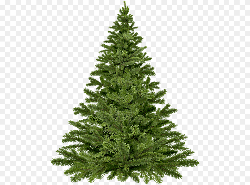 Temperate Coniferous Forest Live Christmas Tree, Conifer, Fir, Pine, Plant Free Png