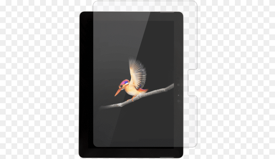 Tempered Glass Screen Protector For Microsoft Surface Microsoft Surface Go Price Philippines, Animal, Beak, Bird, Bee Eater Free Transparent Png