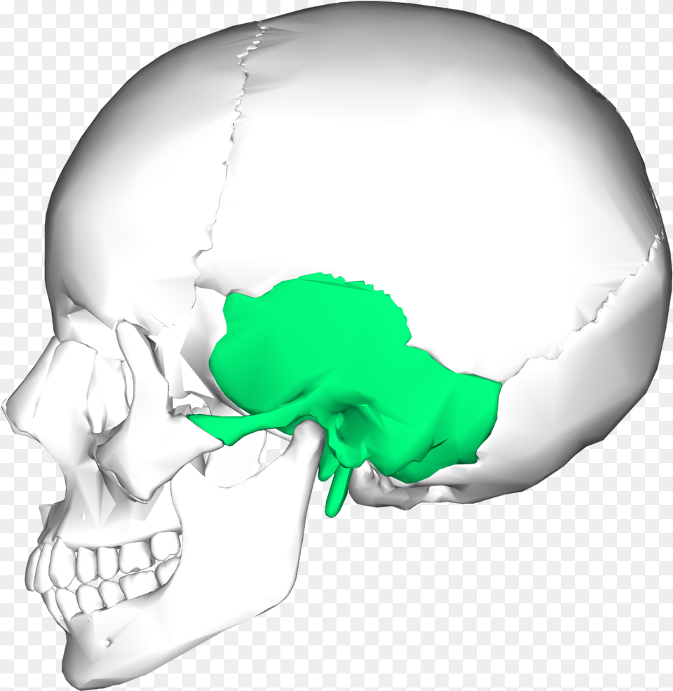 Temporal Bone, Head, Person, Clothing, Face Free Transparent Png