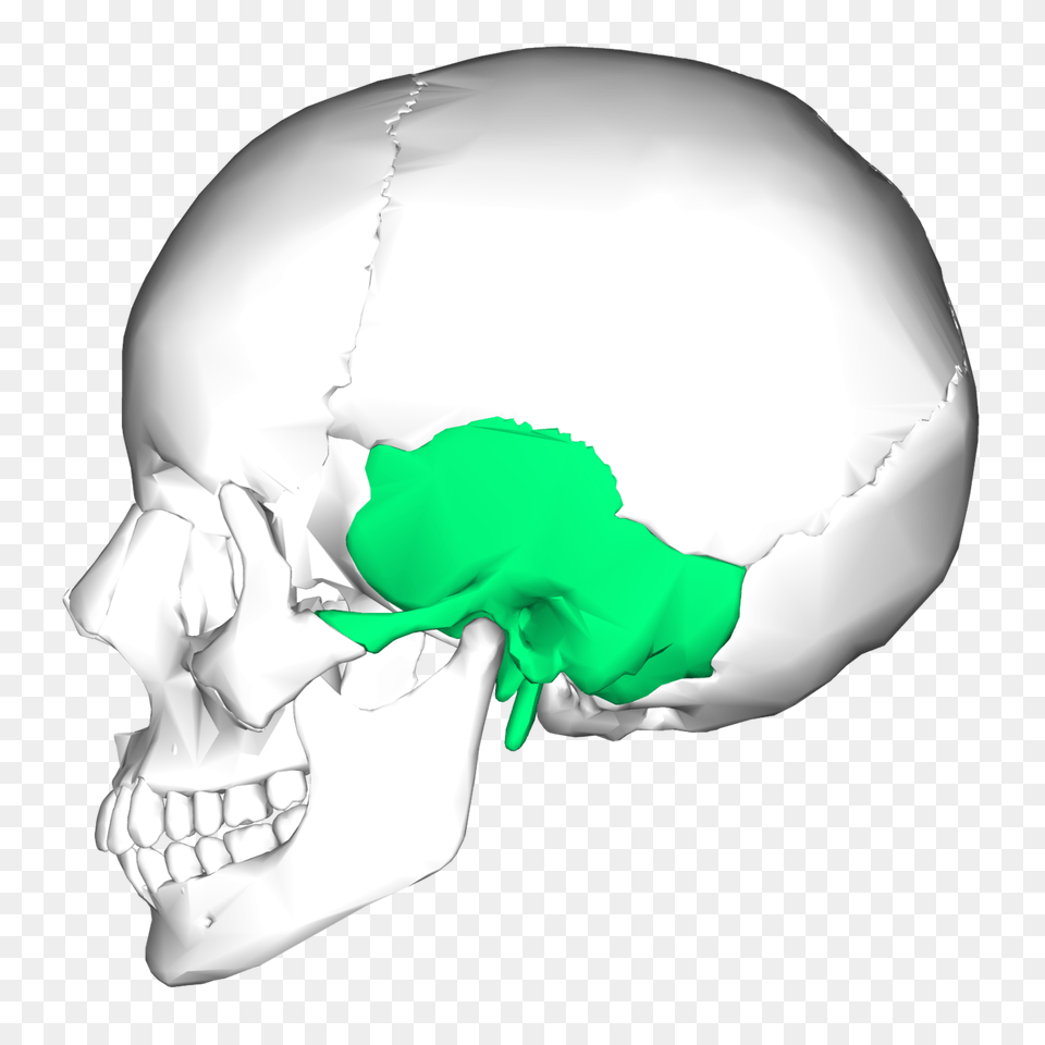 Temporal Bone, Head, Person, Mouth, Body Part Free Transparent Png