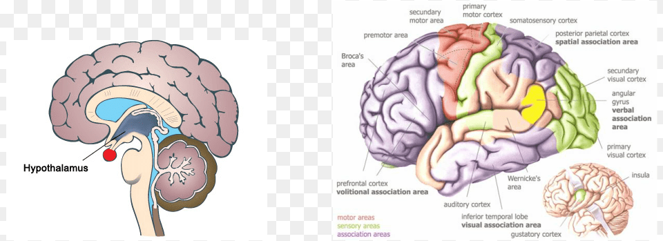 Temporal Visual Association Area, Flower, Plant, Rose, Ct Scan Free Transparent Png