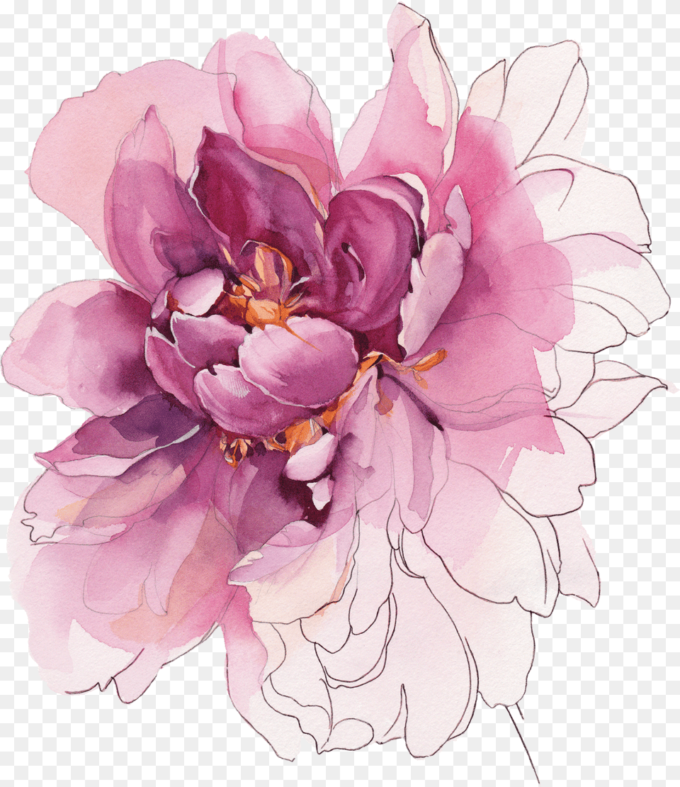 Temporary Tattoos Buy Watercolor Peony Color, Dahlia, Flower, Plant, Rose Free Transparent Png