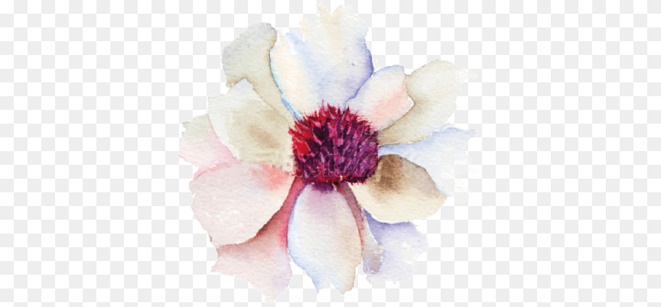 Tempranillo Shiraz White Flower Bud Watercolor Oversized Gallery Wrapped, Anemone, Petal, Plant, Dahlia Free Transparent Png