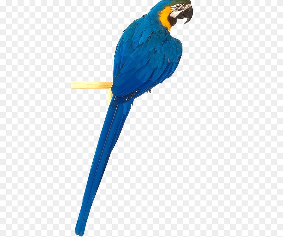 Ten Isolated Stock Photo, Animal, Bird, Macaw, Parrot Free Transparent Png