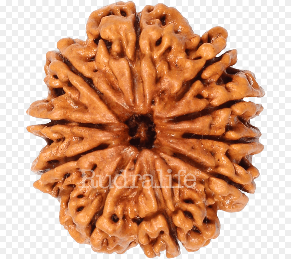 Ten Mukhi Rudraksha Rudraksha Chocolate, Food, Nut, Plant, Produce Free Png Download