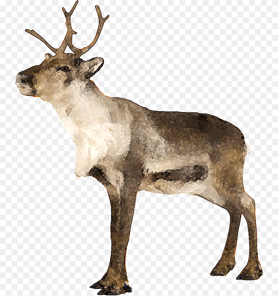 Ten Ways To Modify Caribu Clip Art, Animal, Deer, Elk, Mammal Png Image