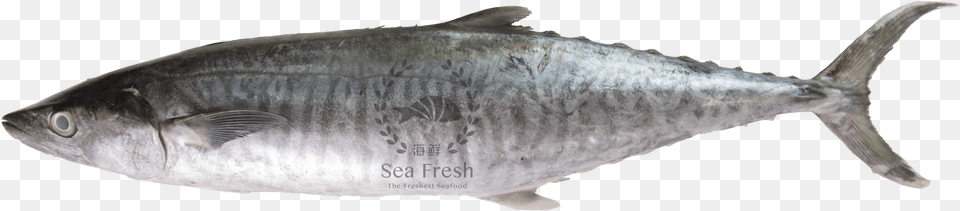 Tenggiri Fish, Animal, Bonito, Sea Life, Tuna Free Transparent Png