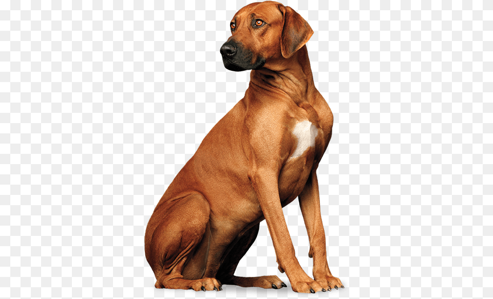 Tengo Un Perro Perro Pro Plan, Animal, Boxer, Bulldog, Canine Free Png