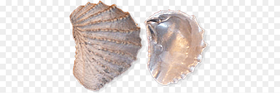 Tennessee State Fossil, Animal, Clam, Food, Invertebrate Png