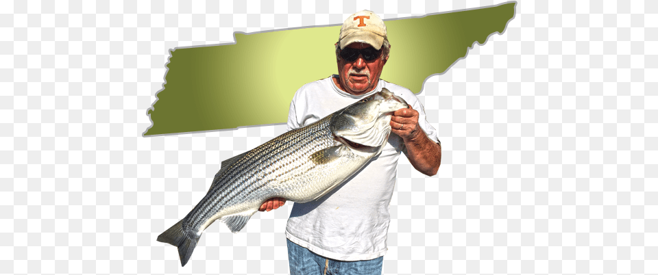 Tennessee Trophy Stripers Fishing, Adult, Animal, Fish, Male Free Png Download