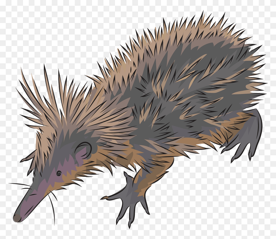 Tenrec Clipart, Animal, Mammal, Porcupine, Rodent Free Png