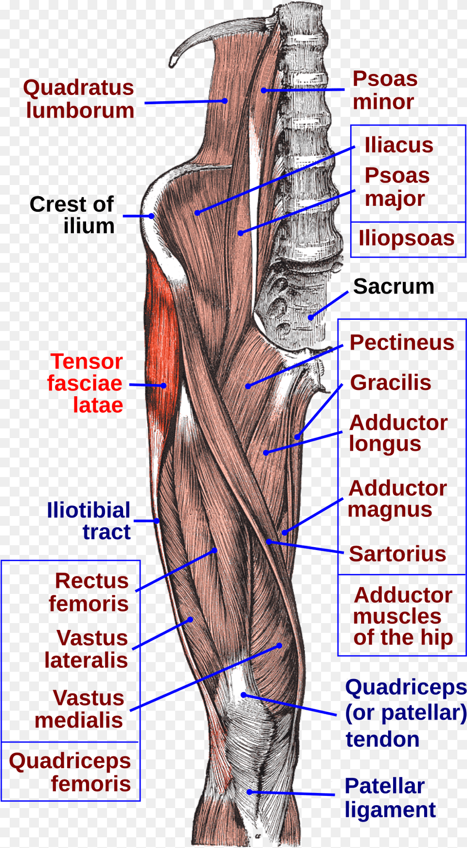 Tensor Fasciae Latae Muscle, Plot, Chart, Adult, Person Free Transparent Png