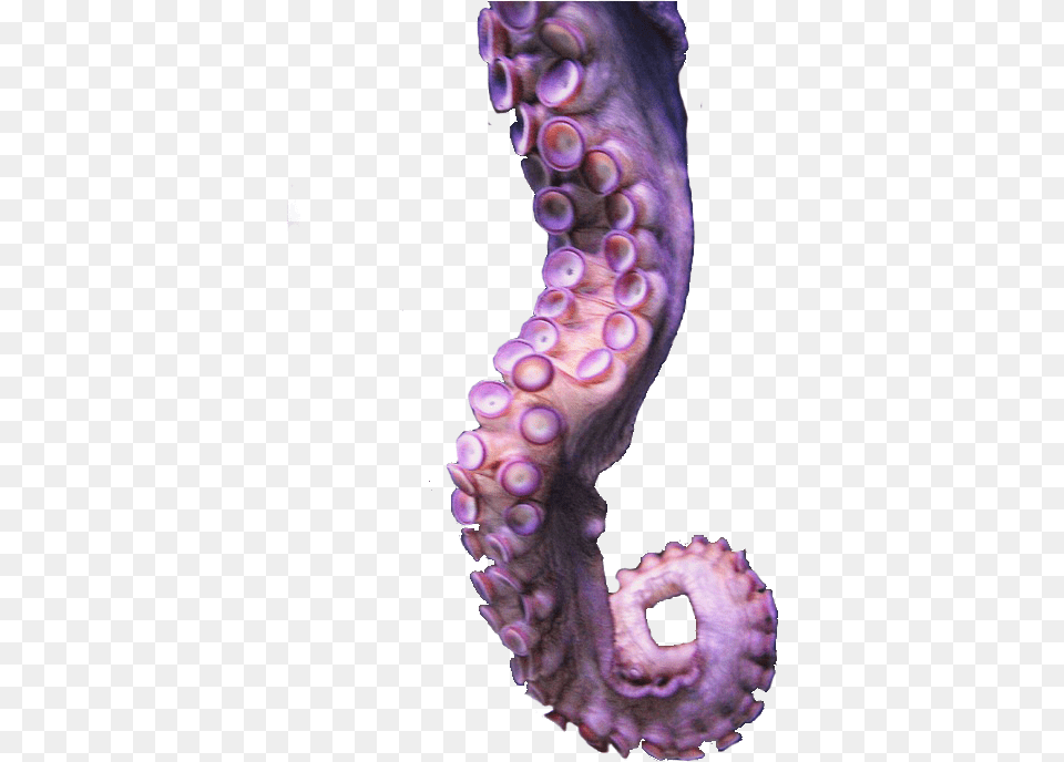 Tentacle, Animal, Sea Life, Invertebrate, Octopus Free Png Download