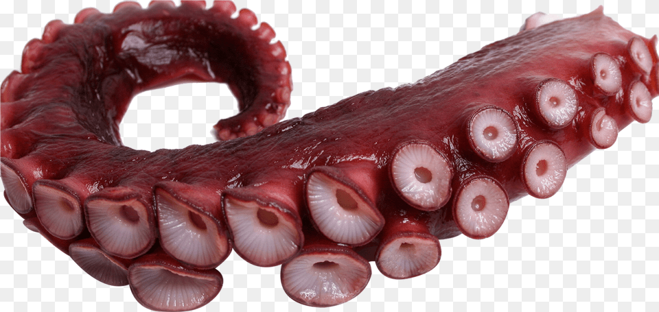 Tentacle Octopus Freetoedit Octopus Tentacles, Animal, Invertebrate, Sea Life Free Transparent Png