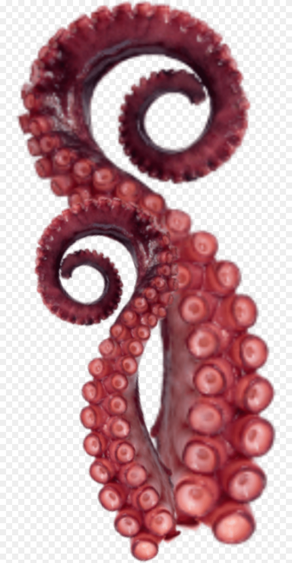 Tentacles Octopus Sticker Octopus, Animal, Invertebrate, Sea Life, Lizard Free Png