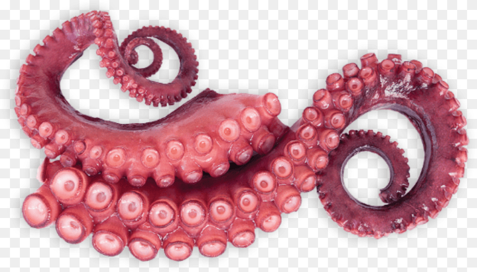Tentacles Octopus Sticker Tentaculos De Pulpo, Animal, Sea Life, Invertebrate Free Png