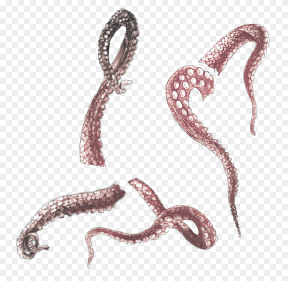 Tentacles Tentacle Octopus Octopuss Ocean Nautre Illustration, Animal, Reptile, Snake, Invertebrate Free Transparent Png