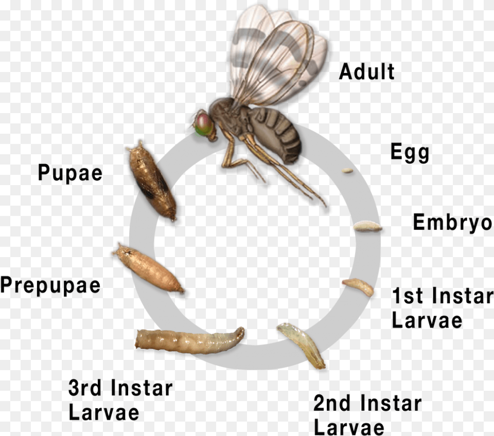 Tephritidae Life Cycle, Animal, Bee, Insect, Invertebrate Png Image