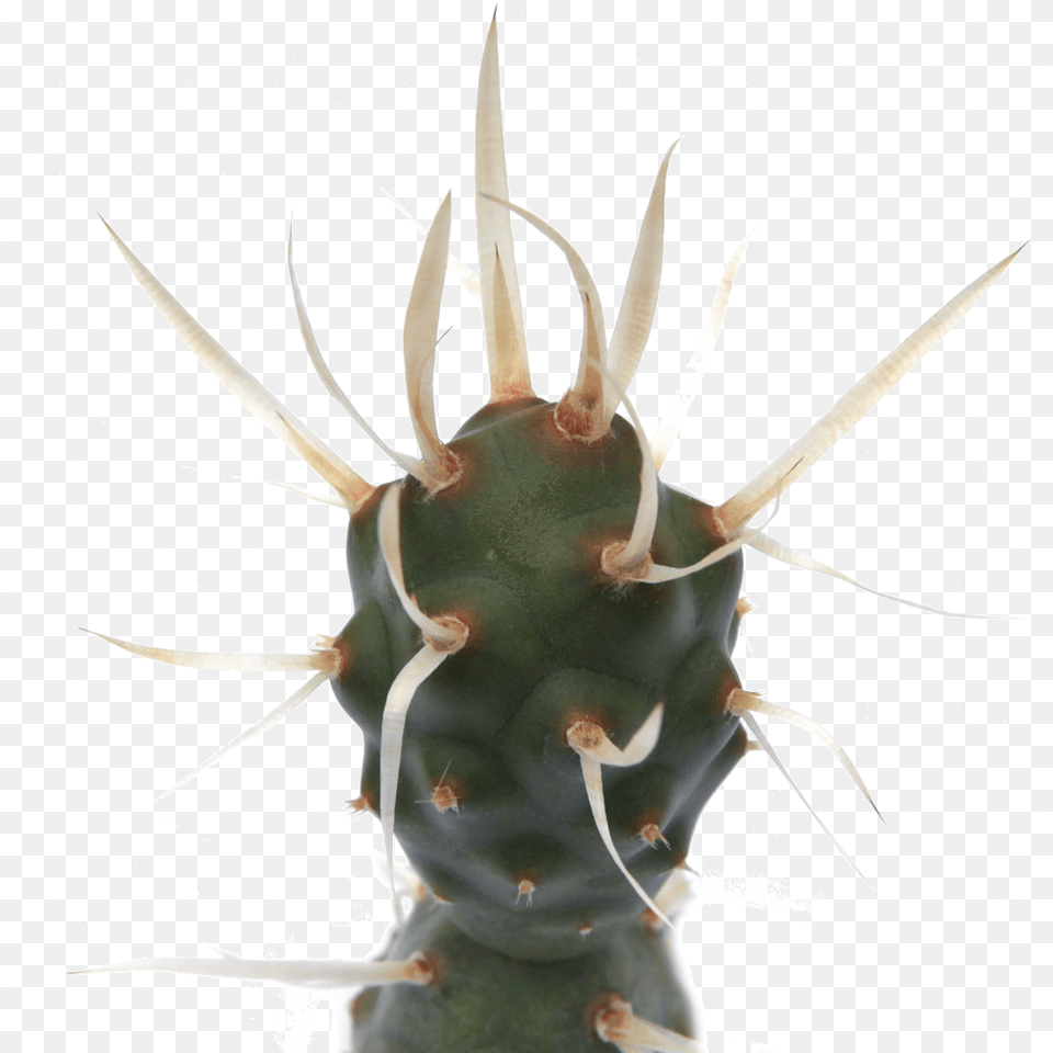 Tephrocactus Articulatus Paper Spine Cactusclass Thorns Spines And Prickles, Cactus, Plant, Animal, Kangaroo Free Transparent Png