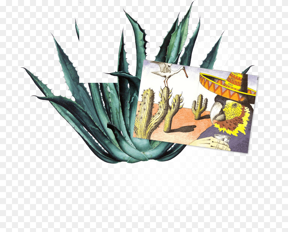 Tequila Shots Wrestler Basil Stain Agave Framed Canvas Art Agave Pattern By 83 Oranges, Aloe, Plant, Animal, Bird Free Png Download