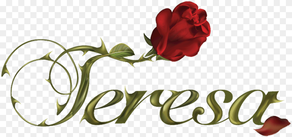 Teresa Teresa Novela, Flower, Plant, Rose Png