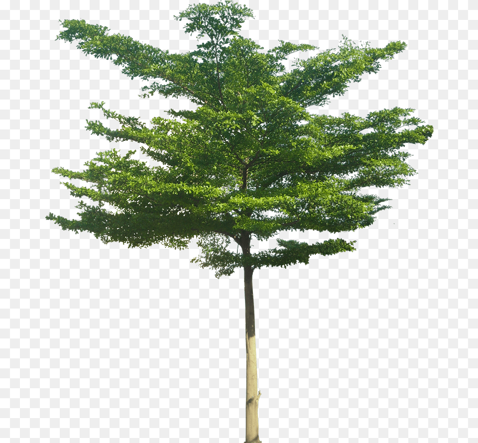 Terminalia Mantaly, Plant, Tree, Leaf, Maple Png Image