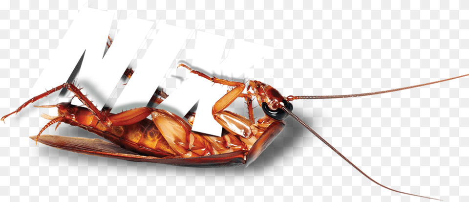 Terminix Roach Cockroach, Animal, Insect, Invertebrate, Food Free Png