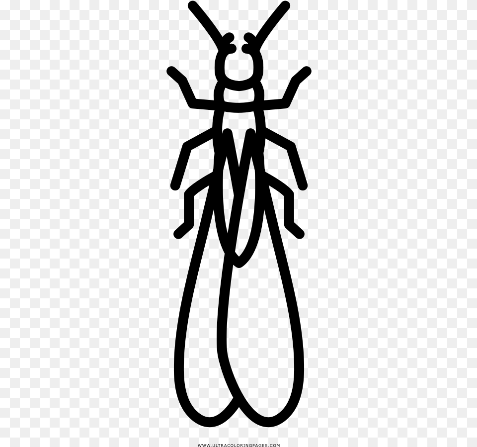 Termite Coloring, Gray Png Image