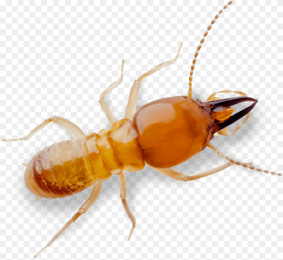 Termite Pest Control Treatment From Sudden Death Royalty, Animal, Insect, Invertebrate Png Image