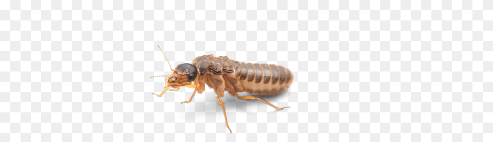 Termite Prevention Treatment Termitas, Animal, Insect, Invertebrate Png Image