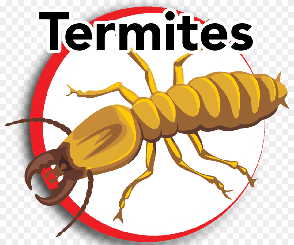Termites, Animal, Insect, Invertebrate, Termite Png Image
