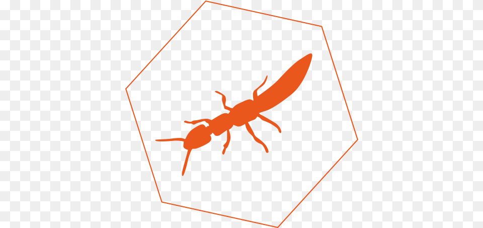 Termites Insect, Animal, Invertebrate, Termite Png Image
