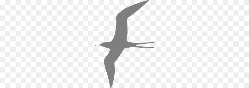Tern Animal, Bird, Flying, Beak Png