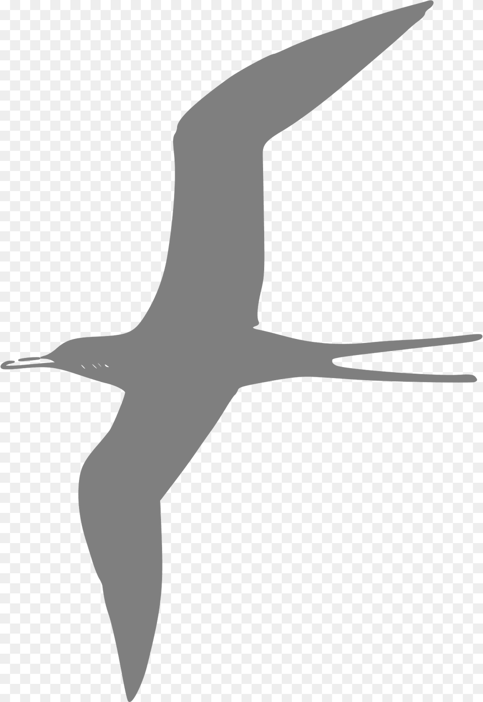 Tern Clipart, Animal, Beak, Bird, Flying Free Png Download