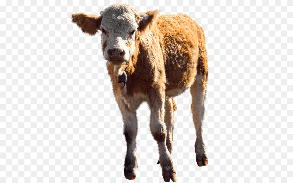Ternero, Animal, Calf, Cattle, Cow Free Png Download