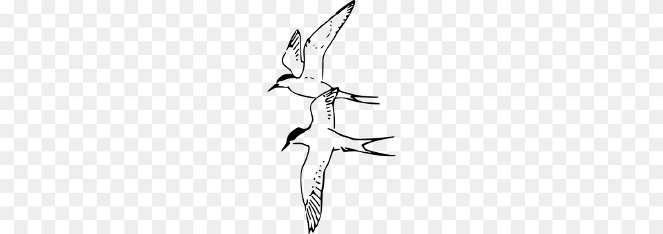 Terns Animal, Bird, Flying, Swallow Png