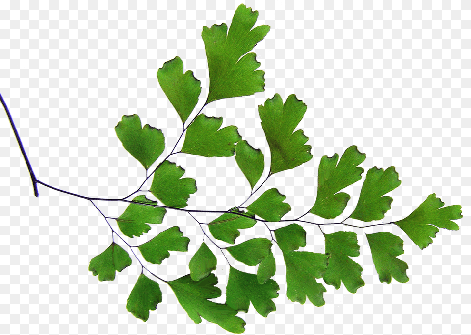 Terrarium Drawing Moss Fern Maidenhair Fern Line Drawing, Herbs, Plant, Parsley, Leaf Free Png Download