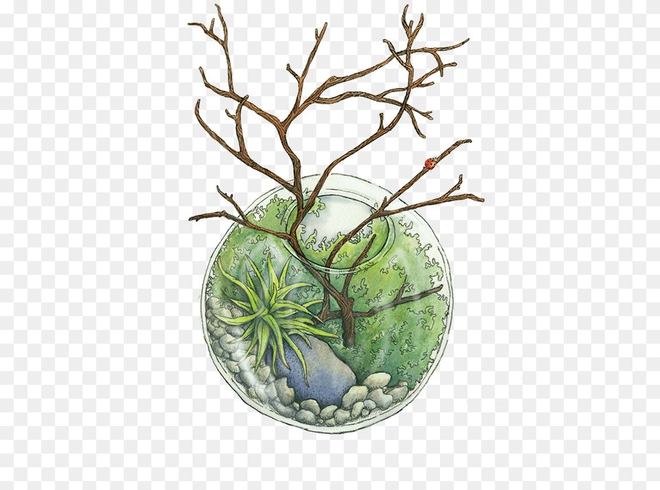 Terrarium Watercolor, Plant Png Image