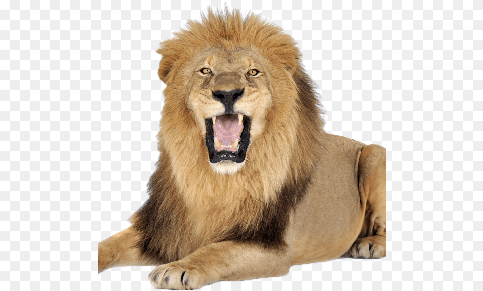 Terrestrial Animal Full Images Of Lion, Mammal, Wildlife Free Transparent Png