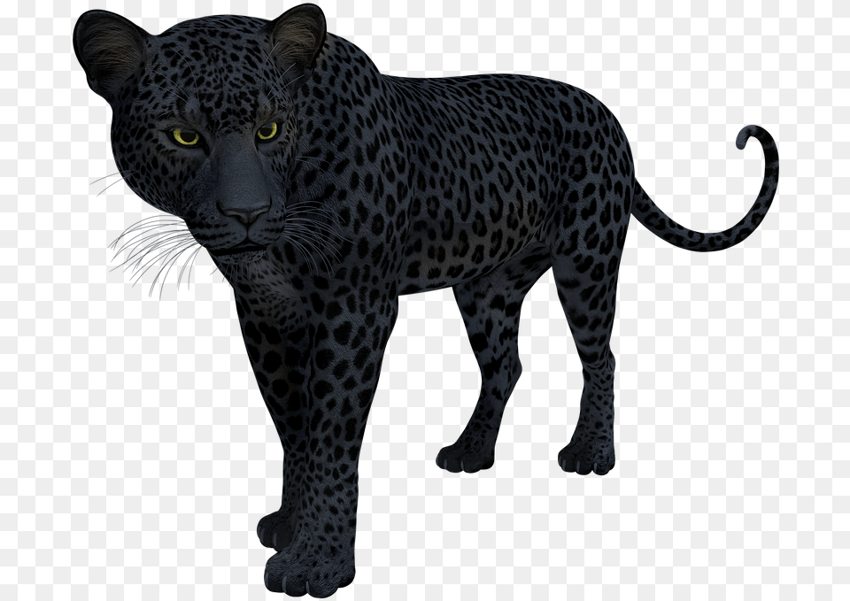 Terrestrial Figureleopardbig Black Panther Snow Leopard Jaguar, Animal, Mammal, Wildlife Png Image