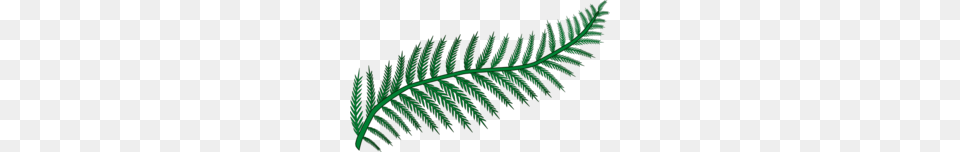 Terrestrial Plant Clipart, Fern, Leaf, Accessories, Pattern Free Transparent Png