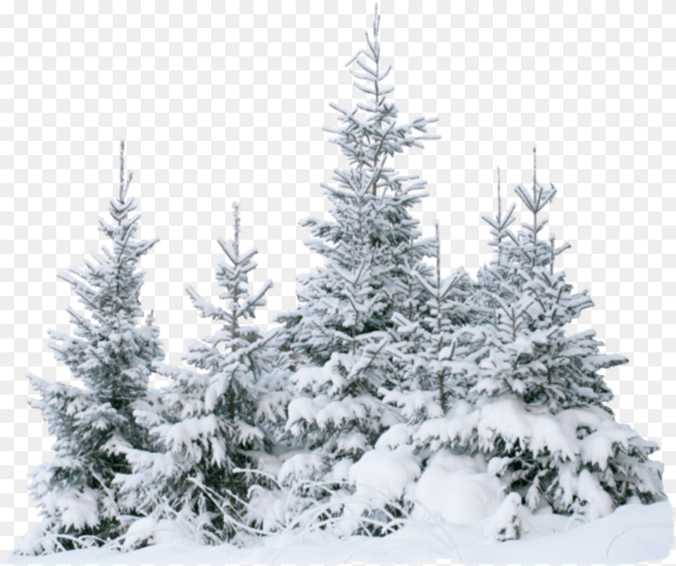 Terrieasterly Snow Snowtree Trees Tree Forest Ice Natu Transparent Snow Tree, Fir, Plant, Pine, Outdoors Free Png Download