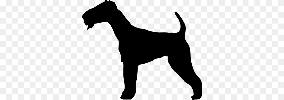 Terrier Gray Png Image