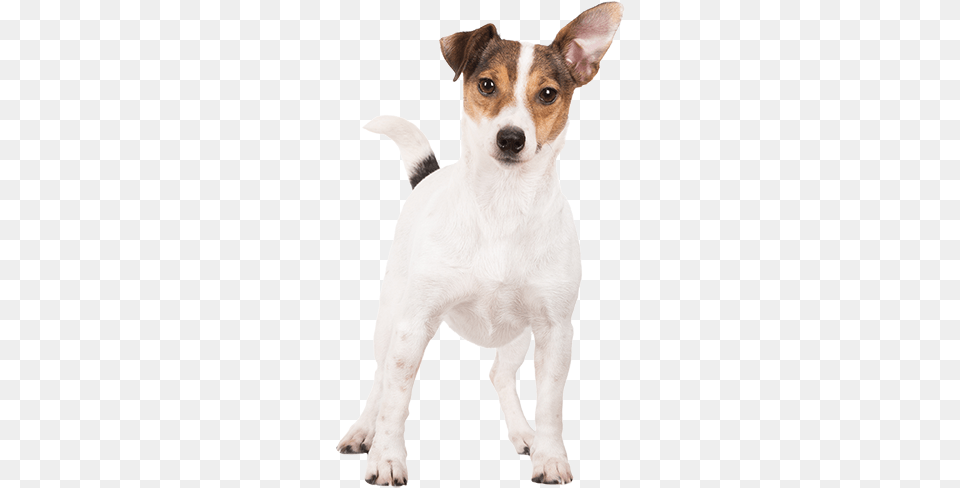 Terrier, Animal, Canine, Dog, Mammal Free Png