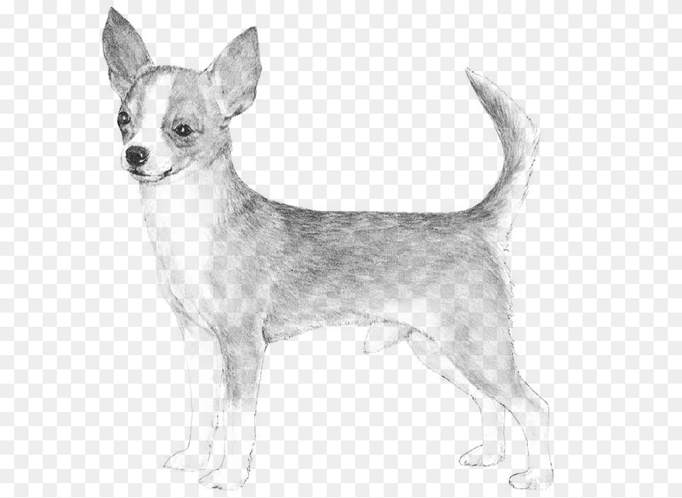 Terrier Drawing Chihuahua Standard Chihuahua, Gray Free Png Download