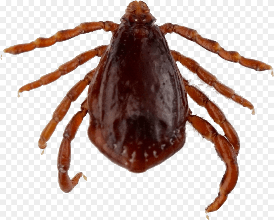 Testimonial Araneus, Tick, Animal, Insect, Invertebrate Free Transparent Png