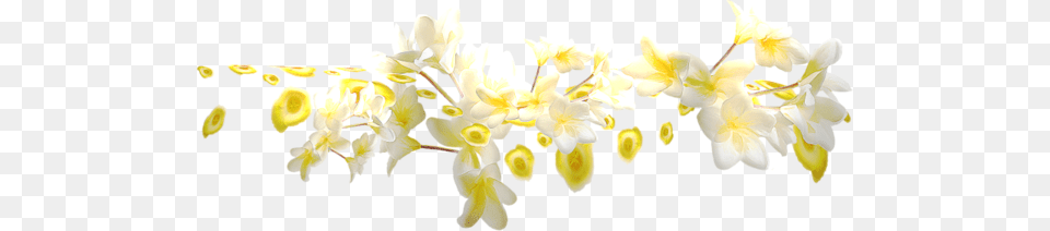 Testimonials From My Clients Madeline Rose Yellow Flower Divider, Plant, Petal, Flower Arrangement, Orchid Free Png Download