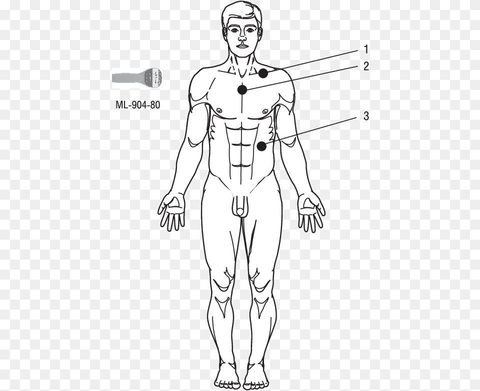 Testosterone Target Organs, Adult, Person, Female, Woman Free Transparent Png