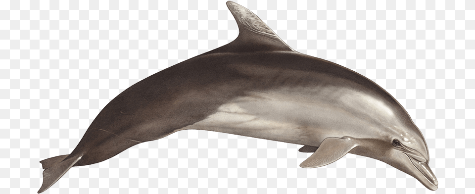 Tethys Research Institute, Animal, Dolphin, Mammal, Sea Life Free Png