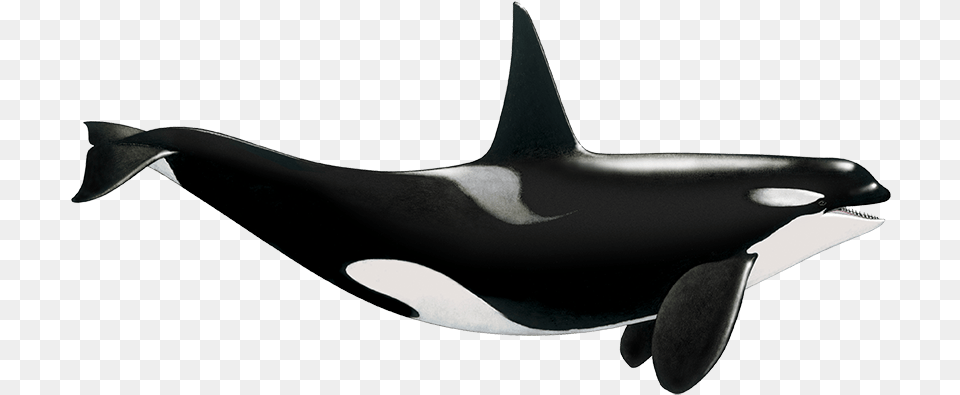 Tethys Research Institute Killer Whale, Animal, Sea Life, Mammal, Orca Free Png